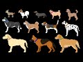 Dog Breeds The Kids Picture Show