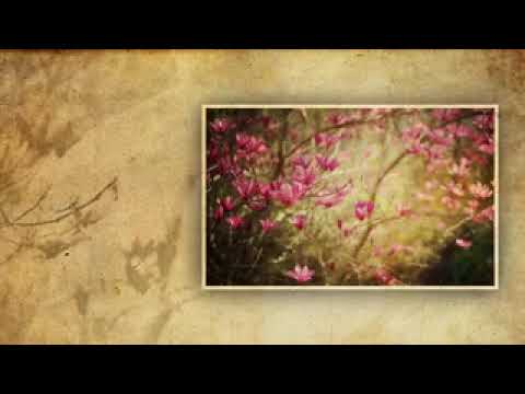 Dragica Mavrovska   Zdravce vence