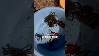 モクズガニ捕獲2024年秋、上海ガニと近縁種