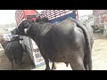 Dangerous Buffalo Meeting Video 2022 Bull And Buffalo Meeting Crossmeeting