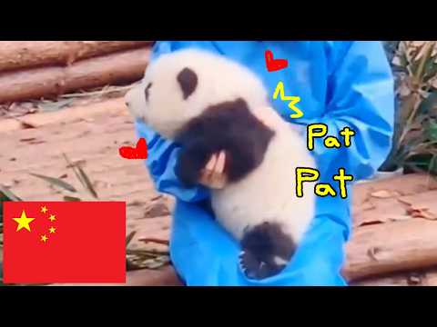 🇨🇳Reason why this panda🐼 is the most popular in China