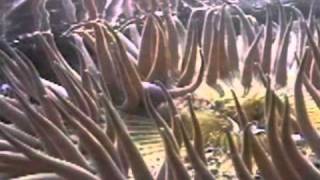 Unicorn and Little Birds