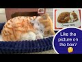 Perfect Petzzz Precious Petzzz Orange Tabby Cat Kitten Unboxing Demonstration Review