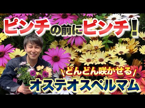 バーバスカム・タプサス