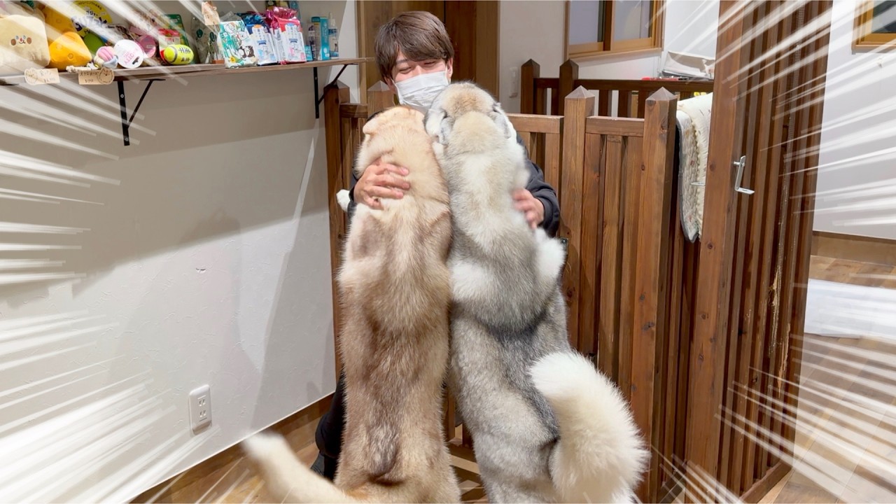 大好きな飼い主と再会した愛犬の反応に感動しました...