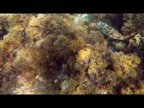 Labrus merula