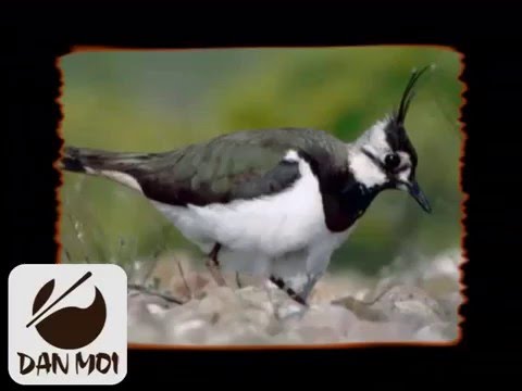 Birdcall Northern Lapwing - Vogelstimme Kiebitz