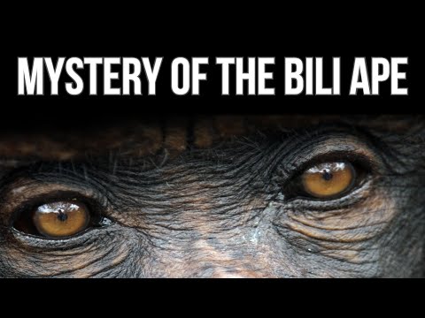 The Mystery of the Bili Ape