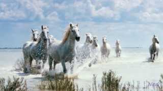 Hugues Aufray- Stewball