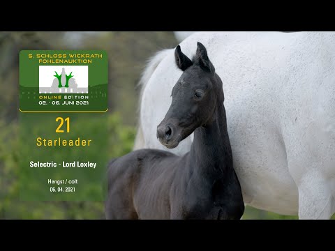 5. Schloss Wickrath Fohlenauktion Online Lot 21 Starleader Hengst v. Selectric - Lord Loxley