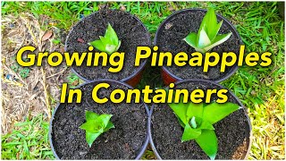 Growing Pineapples 🍍 In Containers