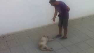 preview picture of video 'TARIK OZBERKMAN dog training FAMAGUSTA'