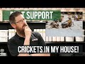 Why Do I Have Crickets in My House? | Pest Support