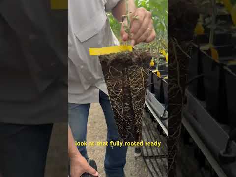 Checking out trees in the nursery #citrustree #citrusnursery #californiacitrus #citrus #tango