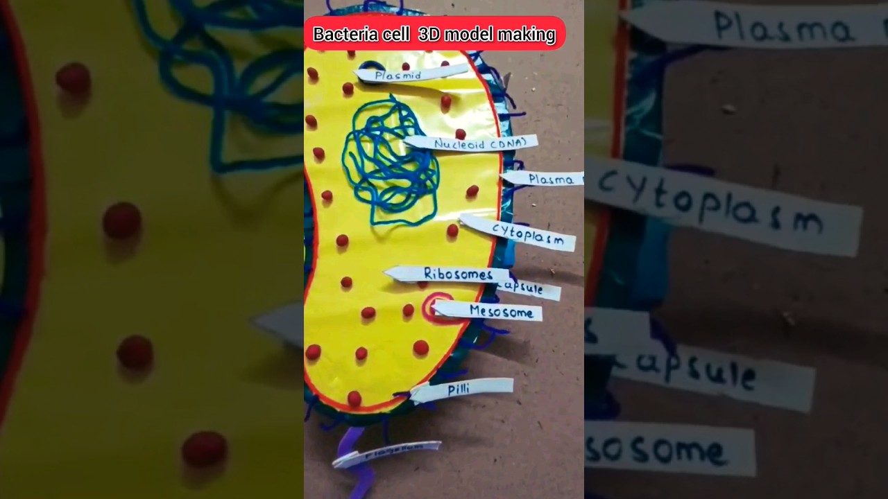Bacteria cell model/microorganism school project/3Dmodel/#diy  #shortvideo #education #school