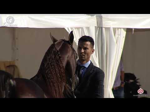 N.90 KHALY NUR - European Championship 2020 - Prague - Stallions 4-6 Years Old (Class 11).mp4