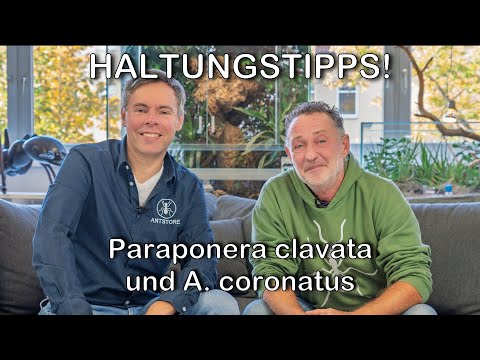 Ant Update with Olli: Everything About Keeping Acromyrmex & Paraponera clavata!