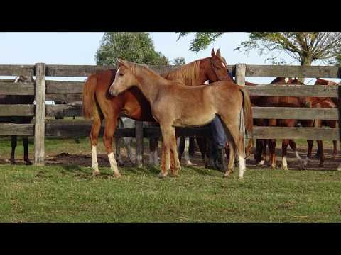 Lote JJ SYRAHA