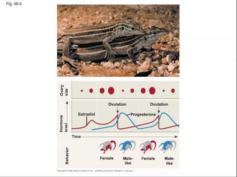 chapter 46 reproductive system AP Biology