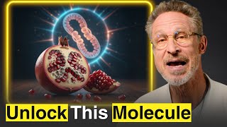 Longevity Fact Check: What Urolithin A Really Does to Your Immune System