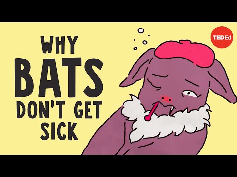 Did You Know That Bats Don't Get Sick?