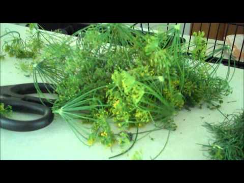 download lagu mp3 mp4 Dill Pickle Recipe Using Dill Seed, download lagu Dill Pickle Recipe Using Dill Seed gratis, unduh video klip Dill Pickle Recipe Using Dill Seed