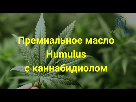 Премиальное масло Humulus с каннабидиолом.