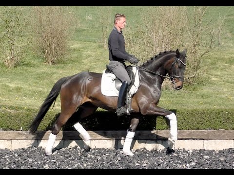 4 yo Gelding by Desiderio