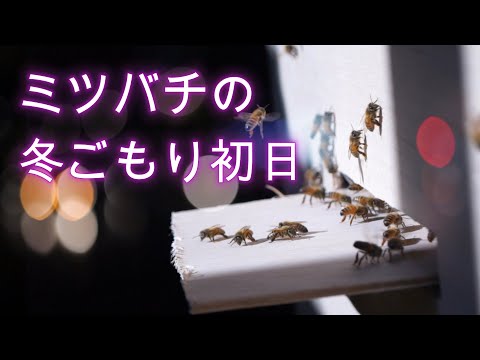 経済学科 晴蜂雨読⑰／ミツバチの冬ごもり初日 (11月、その3)／山崎亮一／東京農工大学名誉教授／字幕付き／First day of hibernation (November, Part 3)／Eng sub