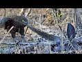 Cobra Vs Brown Snake Eagle Latest Wildlife Sightings