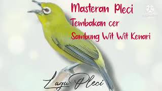 Download lagu Masteran Pleci Tembakan Cerr Sambung Wek wek, Wit Wit Kenari, Cocok Untuk Masteran Pleci Bahan G12. mp3
