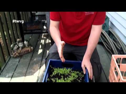 Milk Crate Gardening - Quick Tip