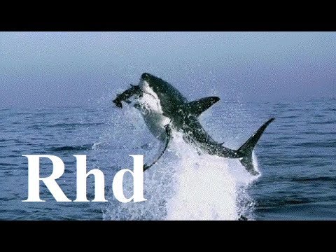 Sharks, jaws, Great white. The Big Five  2018 HD Documentary.