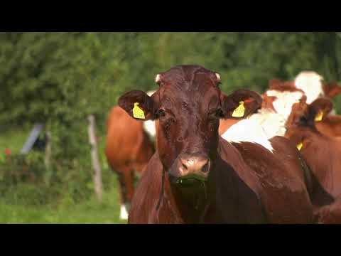 Město Lučany nad Nisou