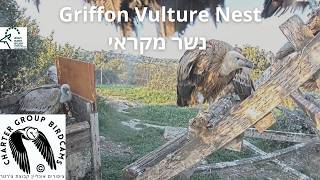 LIVE Griffon Vulture Nest Israel CAM|Israel Nat. and Parks Auth|The Charter Group of Wild. Eco live webcam
