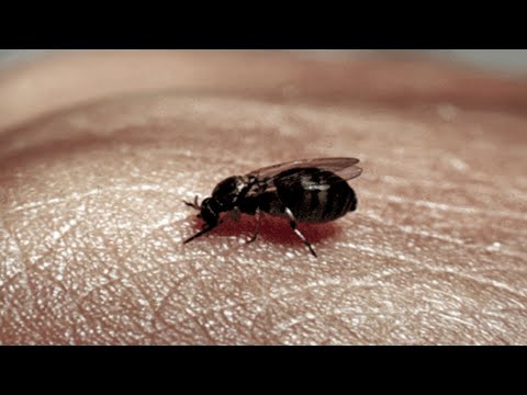 Kriebelmücken weiterhin auf dem Vormarsch | SWR | Landesschau Rheinland-Pfalz