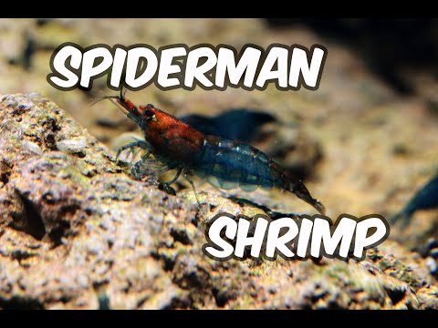 Breeding Shrimp Like a Pro: Tips for Line Breeding and Creating Unique Patterns: Spiderman Pattern