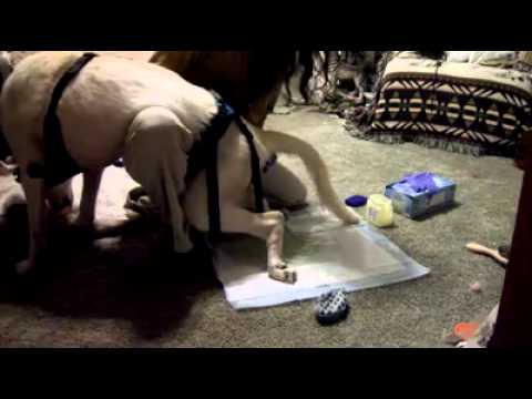 YouTube video about: How to help dog with broken leg poop?