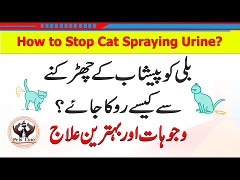 How to Stop Cat Spraying Urine?
