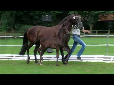 Kools - Grey Flanell x Glorieux