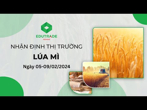 Nhận Định Thị Trường - Lúa mì (Ngày 05-09/02/2024)