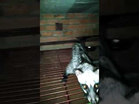 CẦY VÒI HƯƠNG GIỐNG