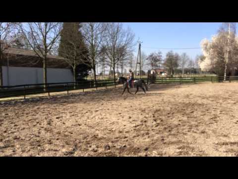 Classic Vincent June am 10.03.2014_Alf im Galopp