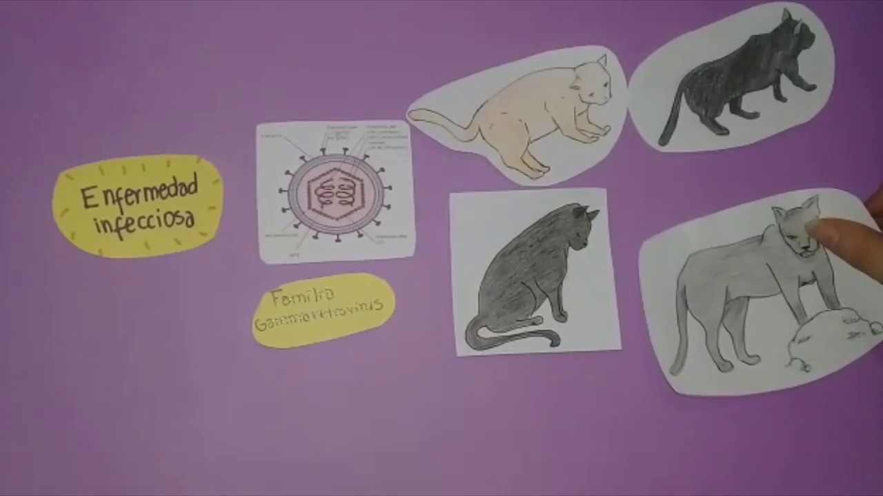 Draw my veterinary role: Leucemia Felina.