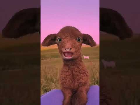 يا غنماتي🐐 | انتو حياتي 🐐 | خروف العيد | معزه | راعي الاغنام | #goat  | 🐐🐑 goat #ياغنماتي #ترند