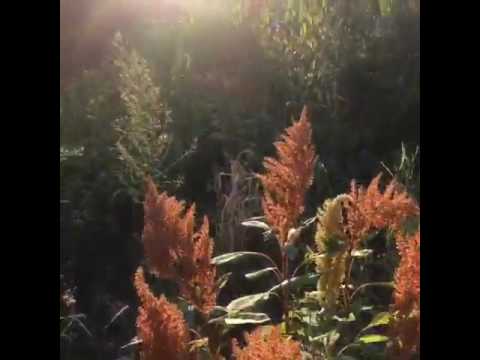 How to know when to harvest your amaranth