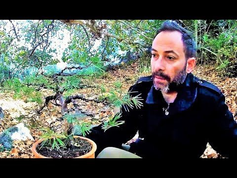 How To Collect Material For Bonsai: The Pine Tree Yamadori (Pinus brutia) 1st Styling Ep. 2