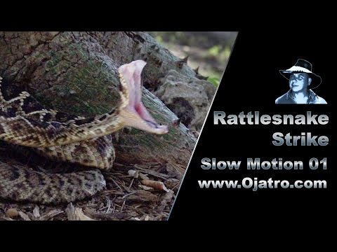 Rattlesnake Strike 01 Slow Motion