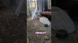 #かわいい猫#pretty#cat#子猫#SOS#ねこ#元気になる動画#元気お届け#幸せ#ねこのいる生活#猫のいる暮らし#cute#ネコ#ほのぼの #保護猫#love#lovely#野良猫#保護
