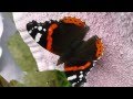 Der Schmetterling - Träume 